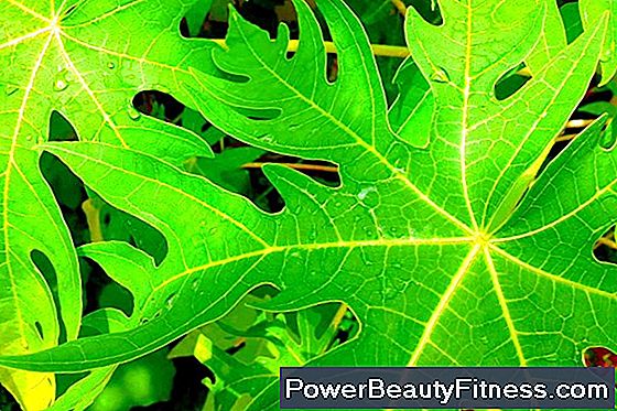 The Benefits Of Papaya Leaf Tea