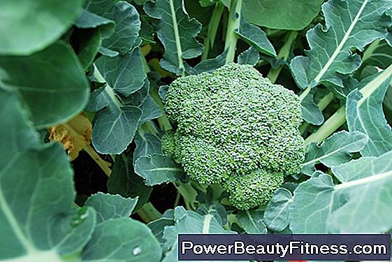 Broccoli E Indigestione