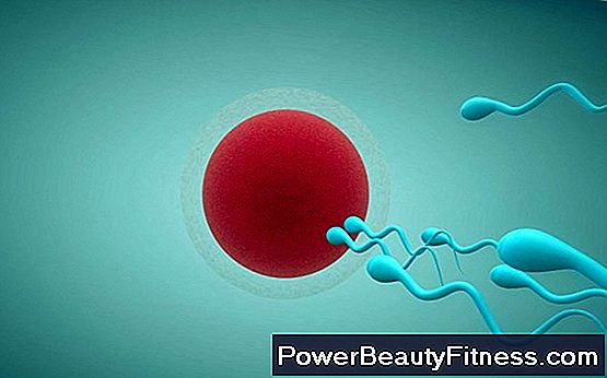 la durée de vie des spermatozoïdes la durée de vie des spermatozoïdes