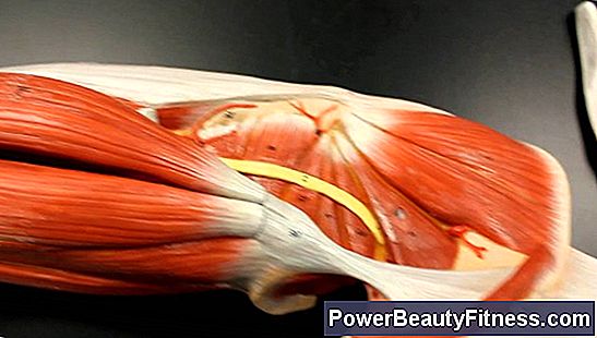 Parts Of The Muscular System