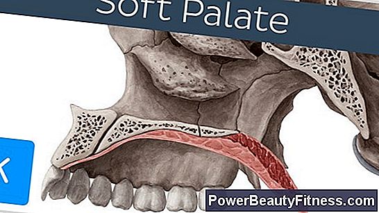 Definition Of Hard And Soft Palate
