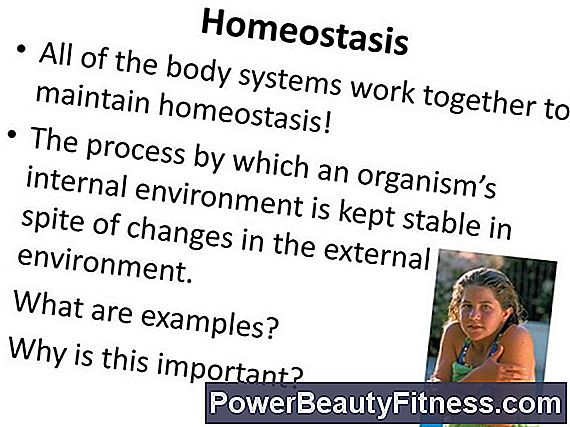 How Is It That The Digestive System Maintains Homeostasis?