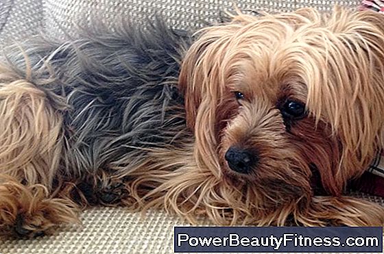 Skin Problems In The Yorkies