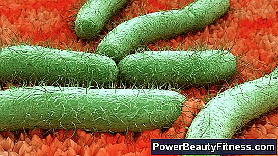 Types De Bactéries Trouvées Dans L'Urine