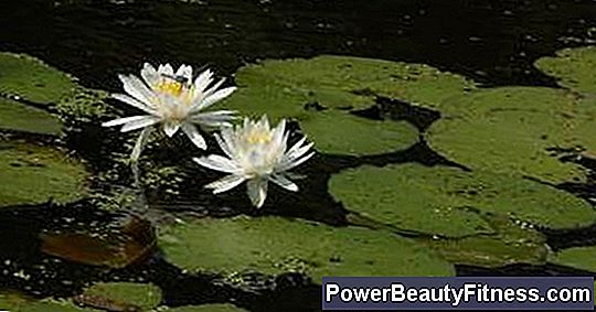 What Are The Benefits Of The Lotus Flower According To Ayurvedic Medicine?