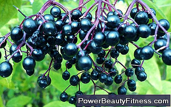 Elderberry And Cancer