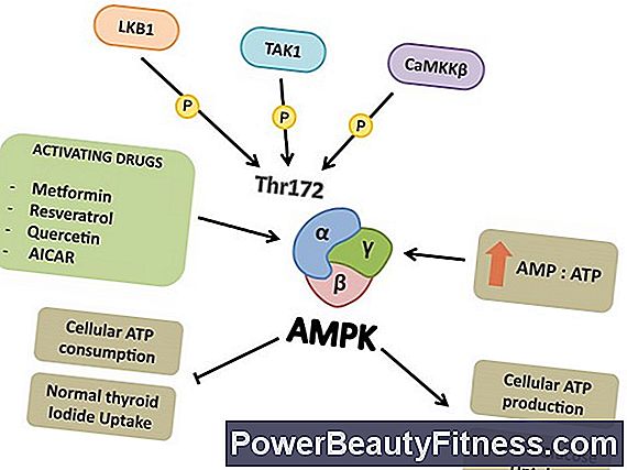 How To Increase Atp Levels?