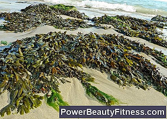 Can I Eat Seaweed If I Have Hyperthyroidism?