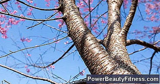 What Are The Benefits Of Wild Cherry Bark?