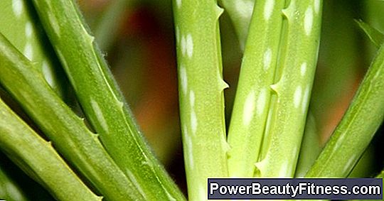 What Is Aloe Latex?