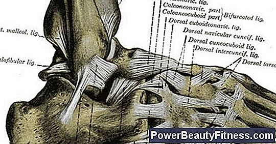 What Muscles Support The Ankle?