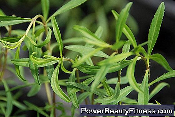 What Are The Health Benefits Of Tarragon?