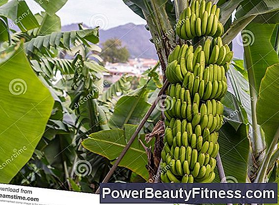 Bananas Verdes E Gastrite